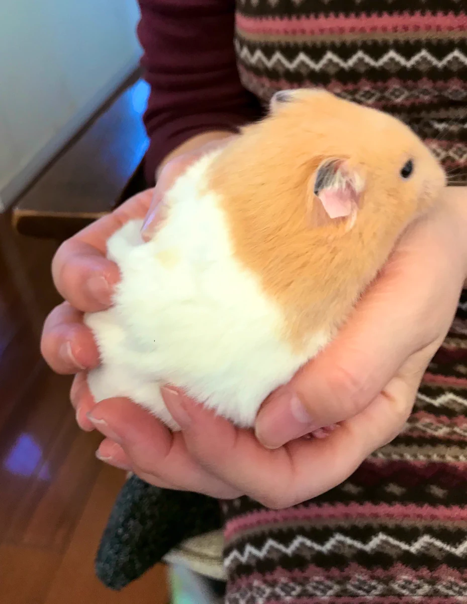 本当にハムスター？？大きすぎるハムが話題！