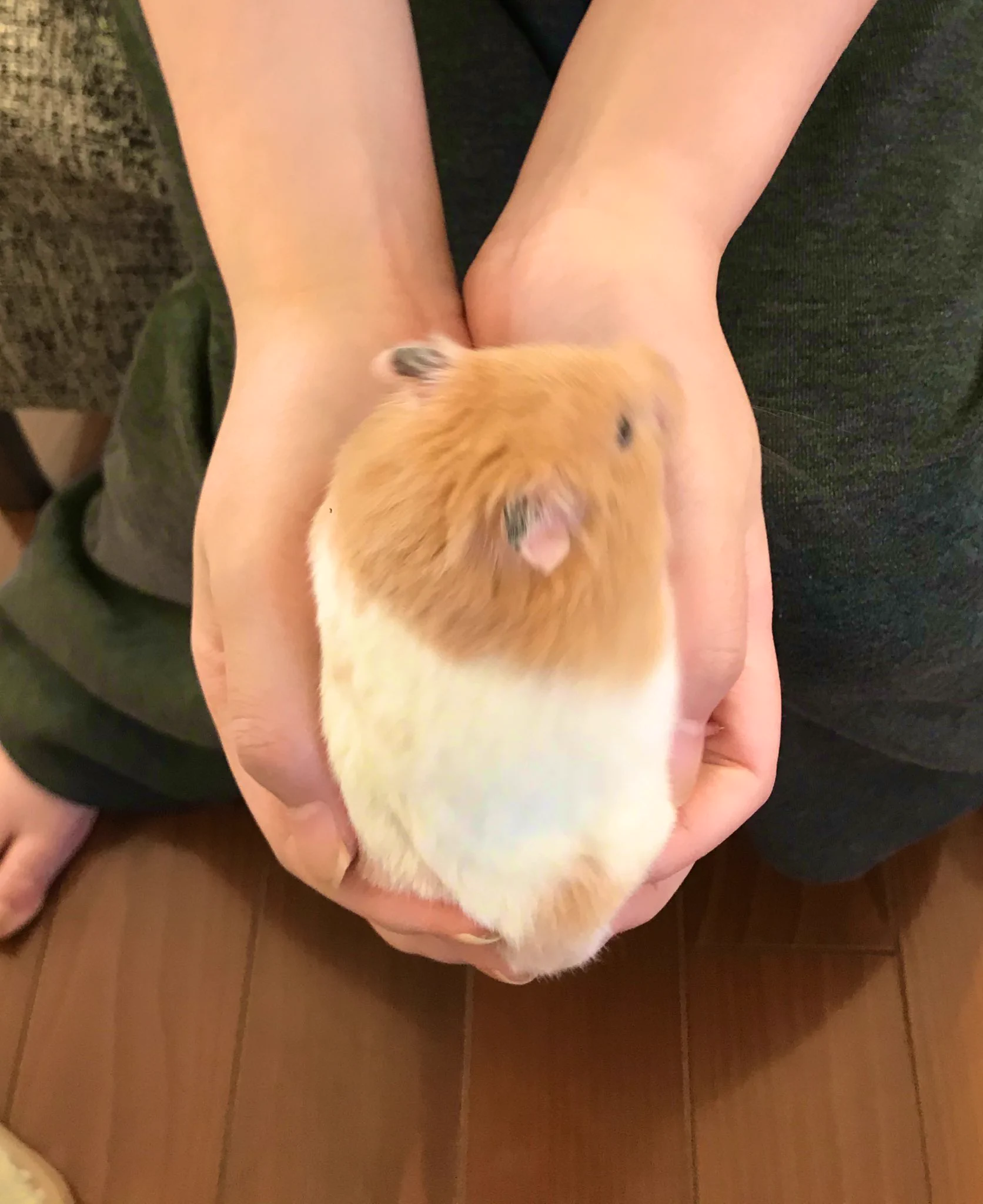 本当にハムスター？？大きすぎるハムが話題！