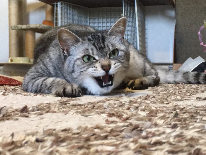 ナルガクルガのtwitterイラスト検索結果 古い順 ナルガクルガのtwitterイラスト検索結果 古い順