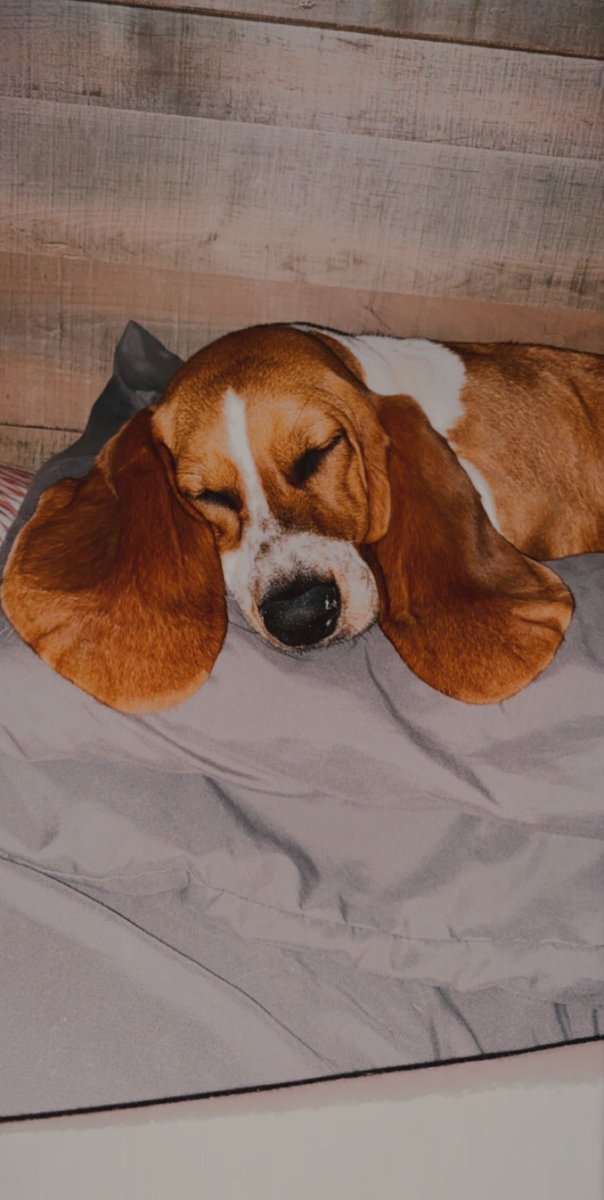 Kelsey_RaeLynn's tweet photo. Something’s just steal your heart without even trying... but they also steal your bed 🤪
If her ears keep growing, I’ll need a bigger bed... #LifeOfABassetHound
#WillowGrace #BassetHound #ThoseEarsThough #MyWildChild #FurBaby https://t.co/cZNl3AoIdB