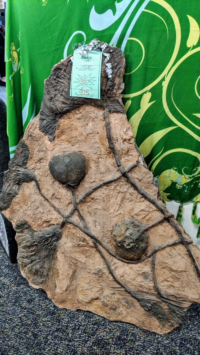 NTRocksTexas's tweet image. Christmas has passed but the sales are still here! Fossilized Crinoid Bulbs, giant terminate Quartz Crystal, Citrine and Amethyst Cathedrals, Onyx Cases and ever more than what's pictured here!
#fossils #fossillovers #ATX #atxthings #atxlife #crystals #geology #crystalhealing