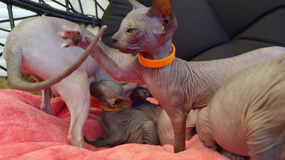 MeowMoeDotCom's tweet photo. Lovely #Sphynx cat mom #Nursing ...
#Cats #Cat #Kittens #Kitten #Kitty #Pets #Pet #Meow #Moe #CuteCats #CuteCat #CuteKittens #CuteKitten #MeowMoe
#BeautifulAnimals #BeautifulCat #BestAnimalsMoments #BestCatsVideo #CuteAnimals
https://t.co/yvMbkxcopc
. https://t.co/S3wWfeFqSD
