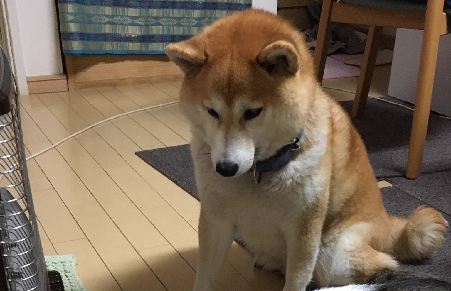 @K5dbZRmjNe77i5r 飼い主と同じリアクションみたいw 