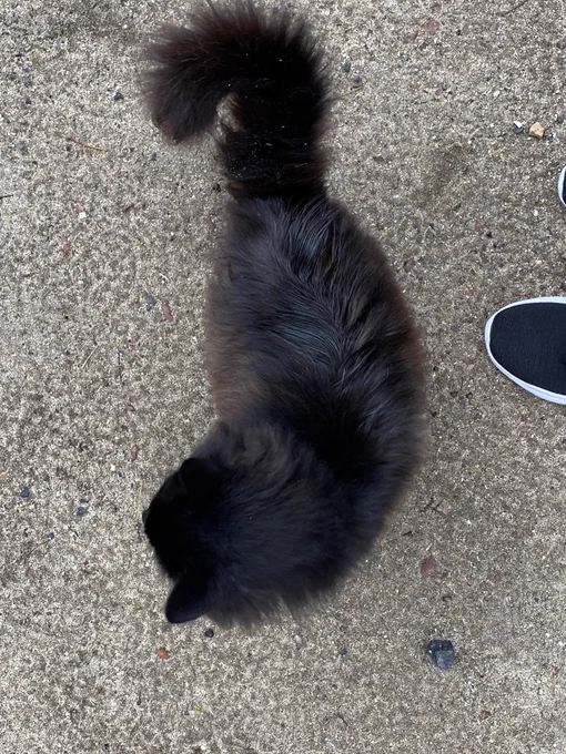 フッサフサの黒猫さんに遭遇した 