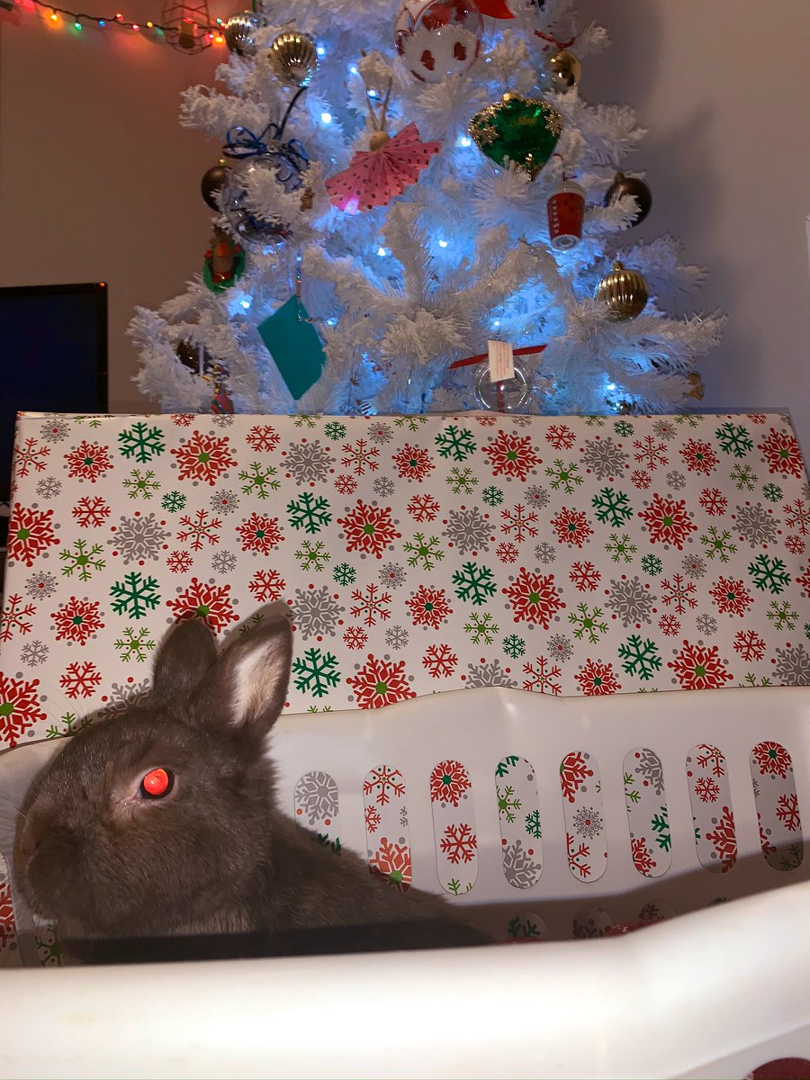 Maxlovesyogies's tweet photo. Late Christmas pictures, how do I look?❣️🎄🎁🥰 #bunnyboo #xmaspics #dwarfbunny https://t.co/keLtu5eONH
