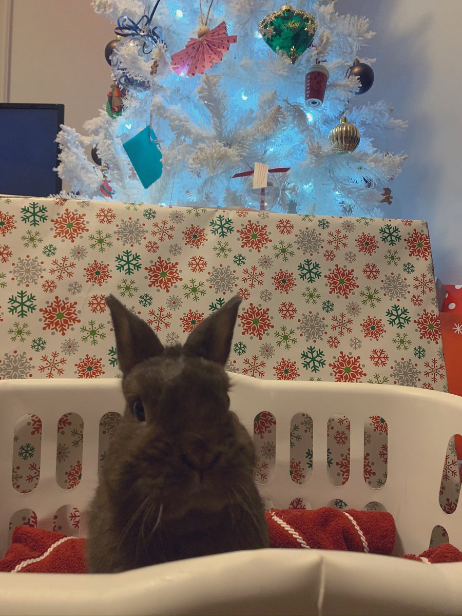 Maxlovesyogies's tweet photo. Late Christmas pictures, how do I look?❣️🎄🎁🥰 #bunnyboo #xmaspics #dwarfbunny https://t.co/keLtu5eONH