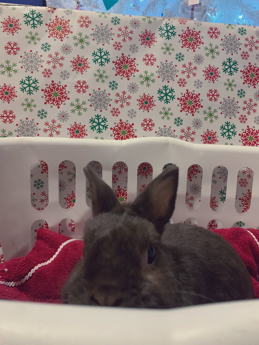 Maxlovesyogies's tweet photo. Late Christmas pictures, how do I look?❣️🎄🎁🥰 #bunnyboo #xmaspics #dwarfbunny https://t.co/keLtu5eONH
