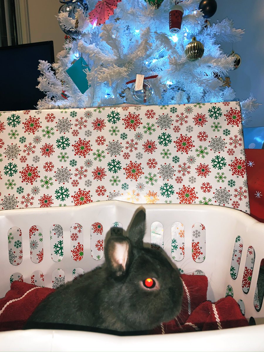 Maxlovesyogies's tweet photo. Late Christmas pictures, how do I look?❣️🎄🎁🥰 #bunnyboo #xmaspics #dwarfbunny https://t.co/keLtu5eONH