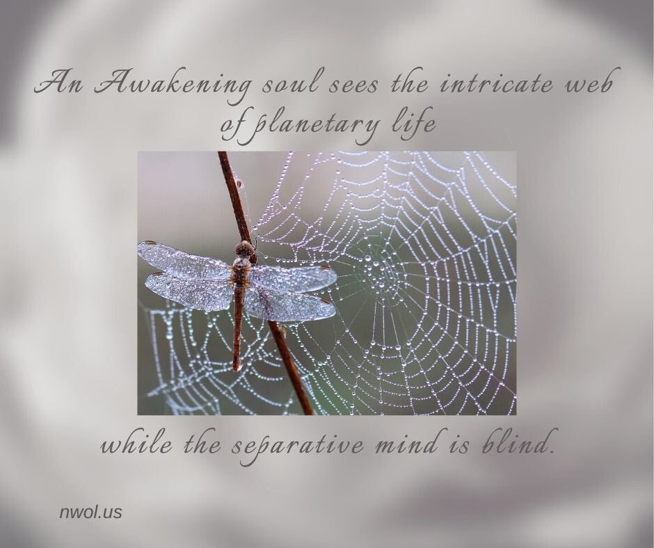 NewWavesofLight's tweet image. When living as the Soul, you become aware of everything around you....✨✨✨

#AwakeningMind #IntricateWeb #PlanetaryLife #Soul #Life #NewWavesOfLight