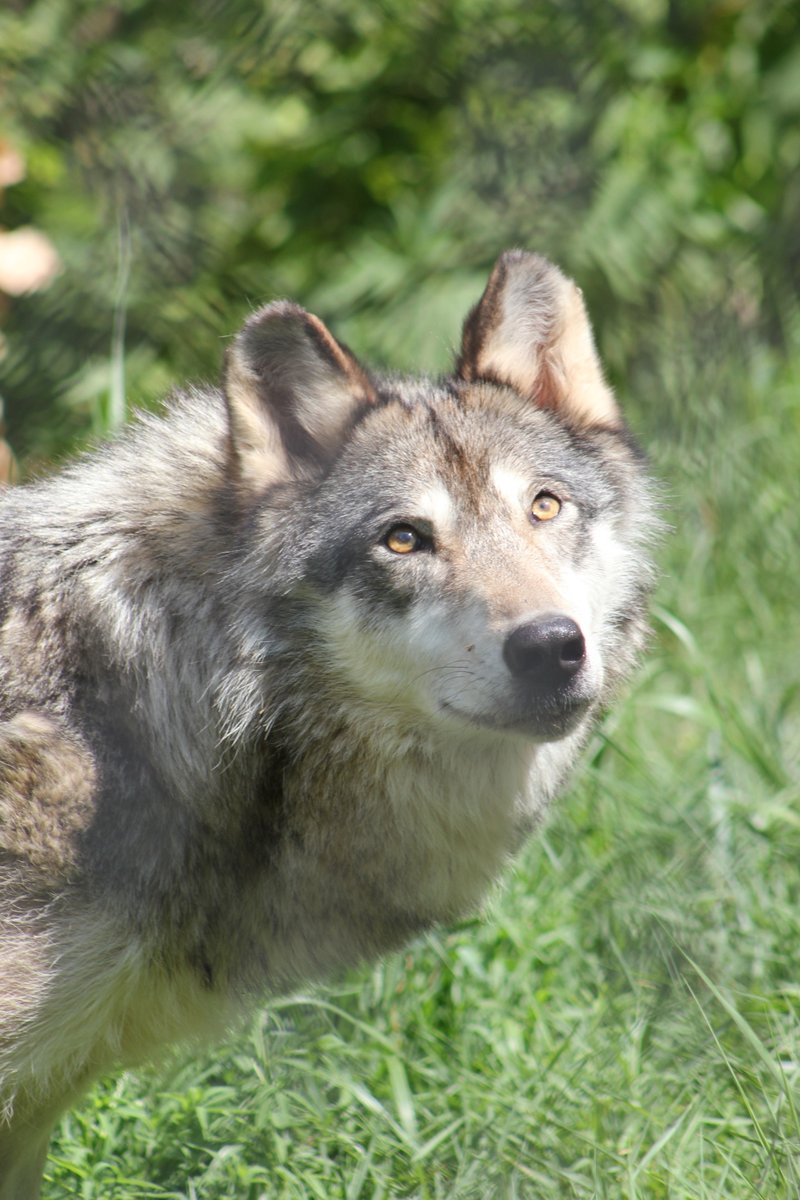 Gyrowoof's tweet photo. Oooo, the sun is up today! #waffs https://t.co/sLoiYkTq1M