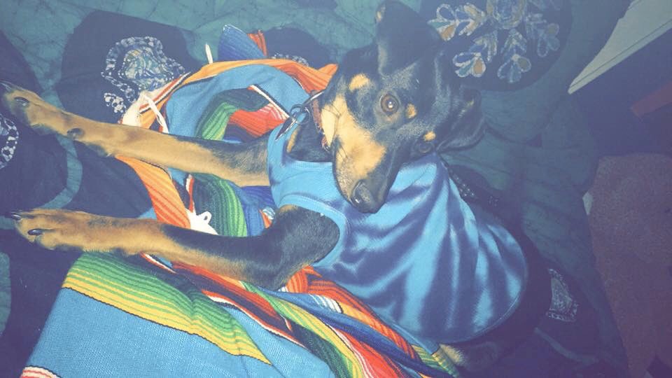 christi_anne76's tweet photo. @dogandpuplovers #retweetlove #doglover https://t.co/YrD2D23Md0