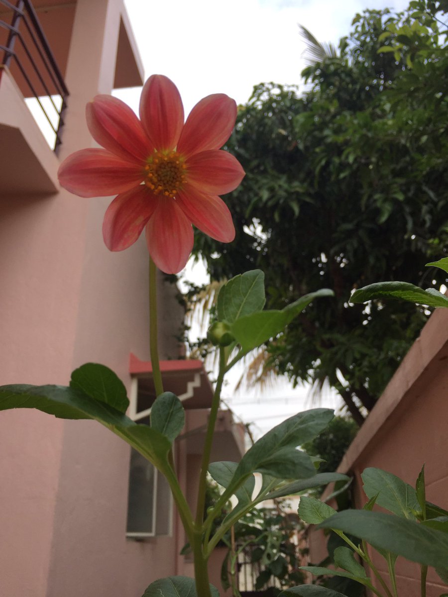 vids67's tweet photo. Flowers, flowers, flowers....thanks for blooming when am in town!!! Happy to see tons of Chikus (fruit) in my garden! 😍 #naturelovers #flower #fruits https://t.co/wwg0OB1zYa