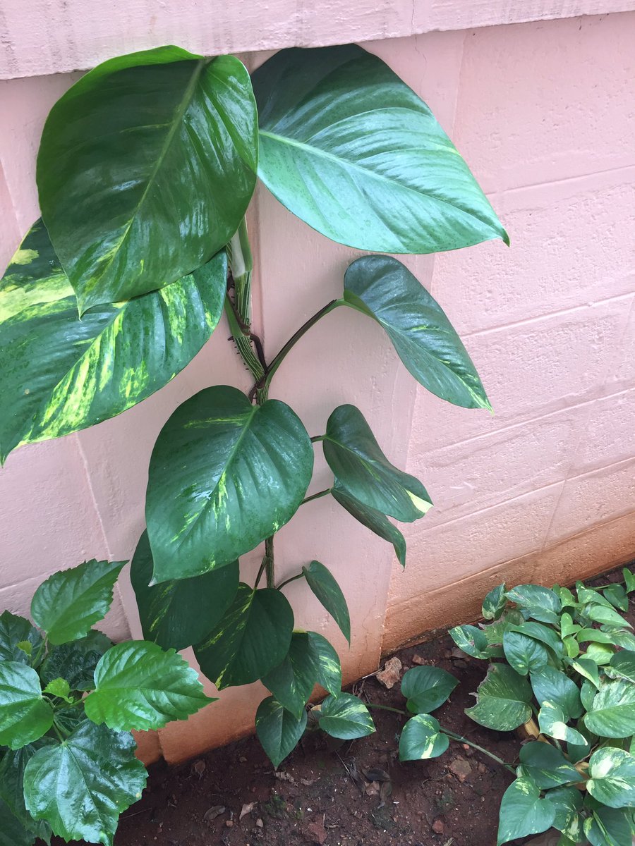 vids67's tweet photo. Flowers, flowers, flowers....thanks for blooming when am in town!!! Happy to see tons of Chikus (fruit) in my garden! 😍 #naturelovers #flower #fruits https://t.co/wwg0OB1zYa