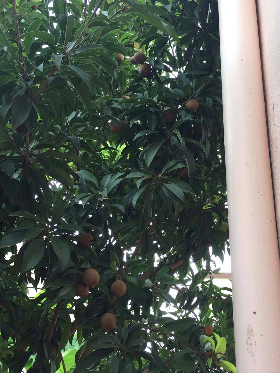vids67's tweet photo. Flowers, flowers, flowers....thanks for blooming when am in town!!! Happy to see tons of Chikus (fruit) in my garden! 😍 #naturelovers #flower #fruits https://t.co/wwg0OB1zYa
