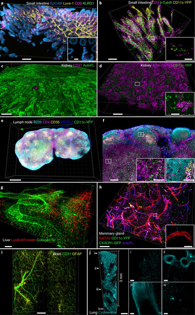 mmw_lmw's tweet photo. #HighDimensional_CellLevel Analysis of Tissues | #ClearingEnhanced multiplex volume imaging | #Ce3D of Diverse Organs | Michael Gerner @UWMedicine @NatureProtocols https://t.co/0EM6OlzDCb | #2019_April_ReCap https://t.co/HgYMY7Jace
