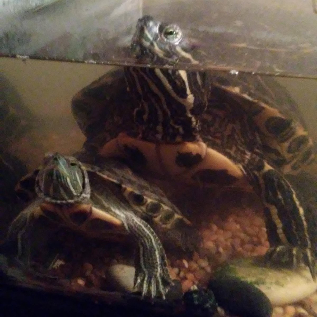 Fidomingle's tweet photo. Lights out guys! Time for turtle snoooozaaalito π€βππ’π’β€
#turtles #twitterturtles #FidomingletheApp #dogs #cats #social #sharing #caring #recordkeeping #petrecords #reminders #friends #pets #family #medicalrecords #travel https://t.co/pwcsu2ZPMc