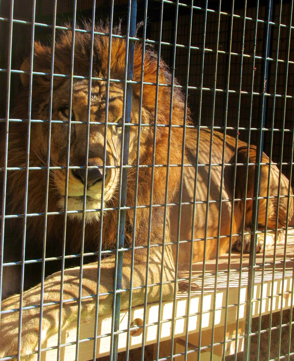 めっちゃさわれる動物園
