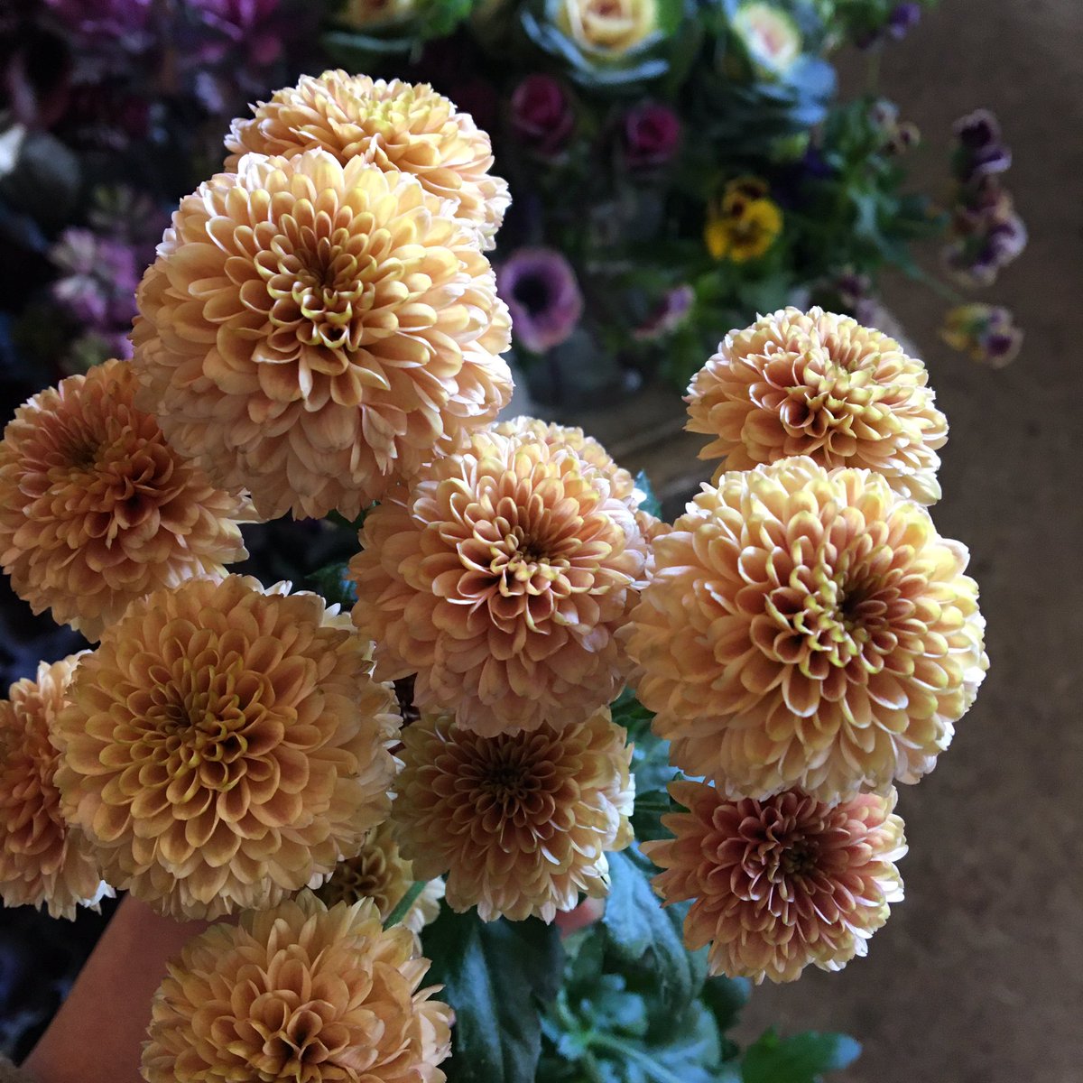 D Ici Peu Pa Twitter 毎日ひと花 スプレーマム ドリアサーモン D Ici Peu Pa Twitter 毎日ひと花 スプレーマム ドリアサーモン