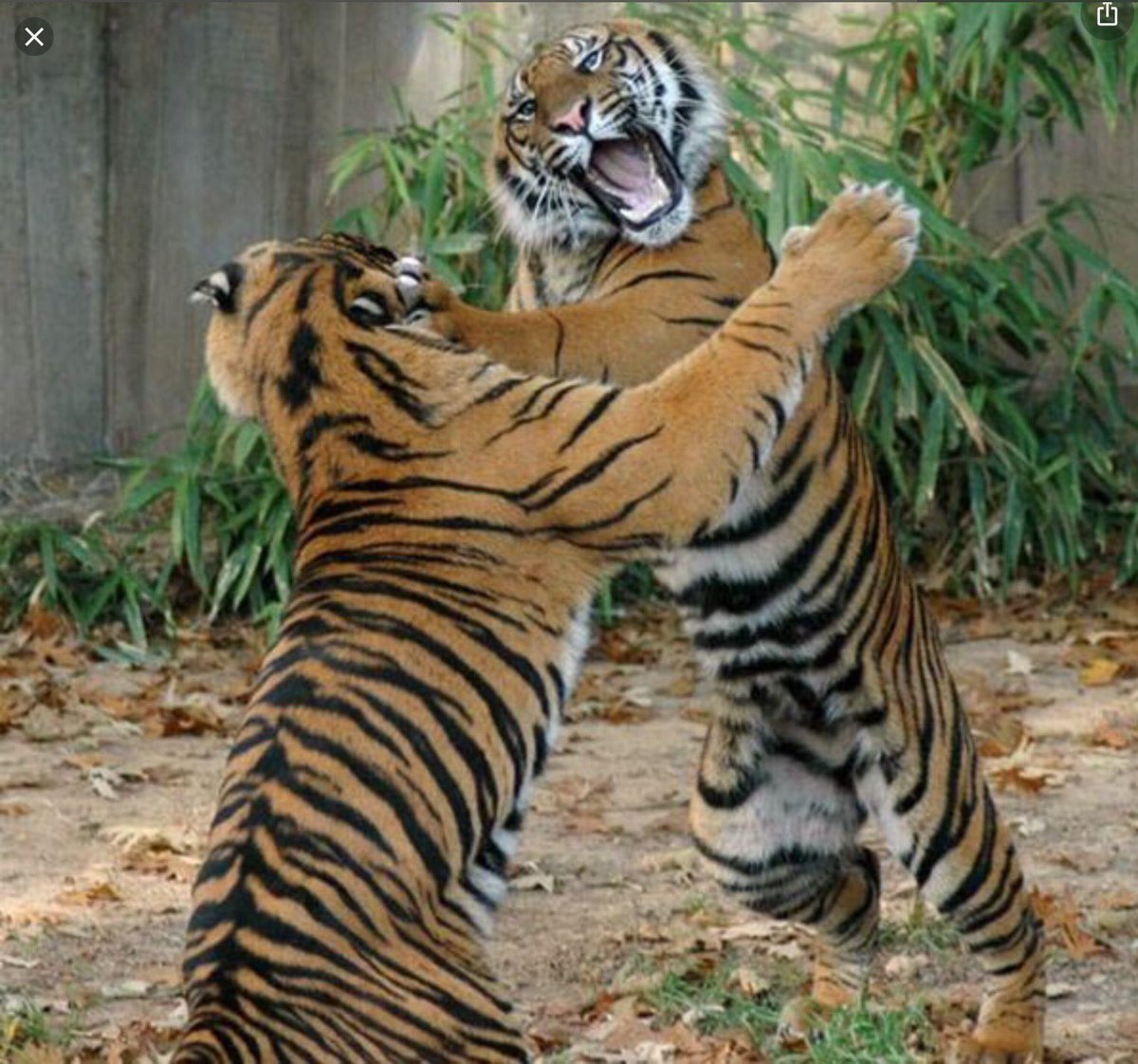 sharonr91's tweet photo. Tigers vs Tigers! Bring it LSU. Just kidding - I am terrified of them! Go Clemson Tigers! https://t.co/OQTyrAhf4w