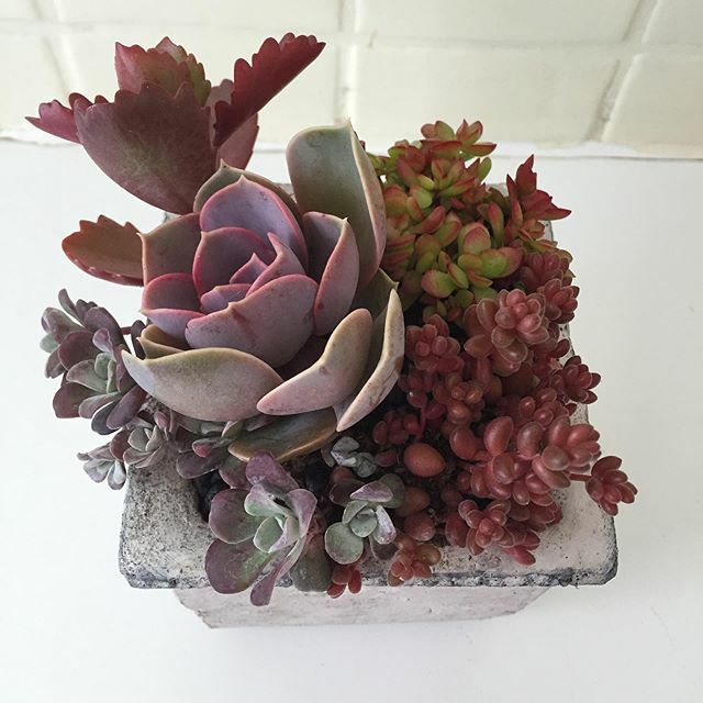Love a succulent planting #sprigsandstems ift.tt/367M0LB