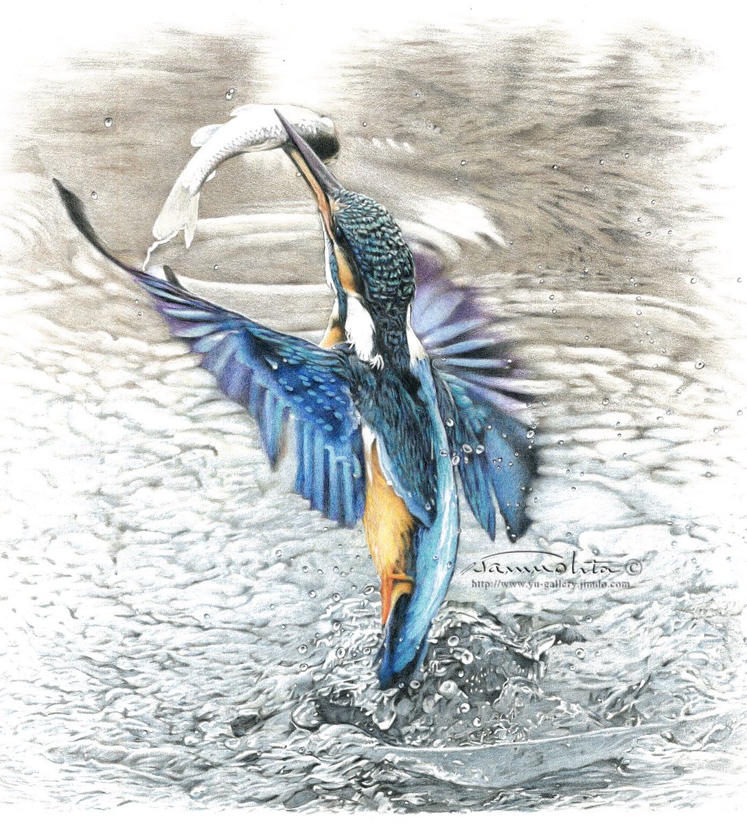 石周斎 カワセミ色鉛筆画 カワセミ 野鳥 バードウォッチング 色鉛筆画 細密画 T Co I6oswex3hz Twitter