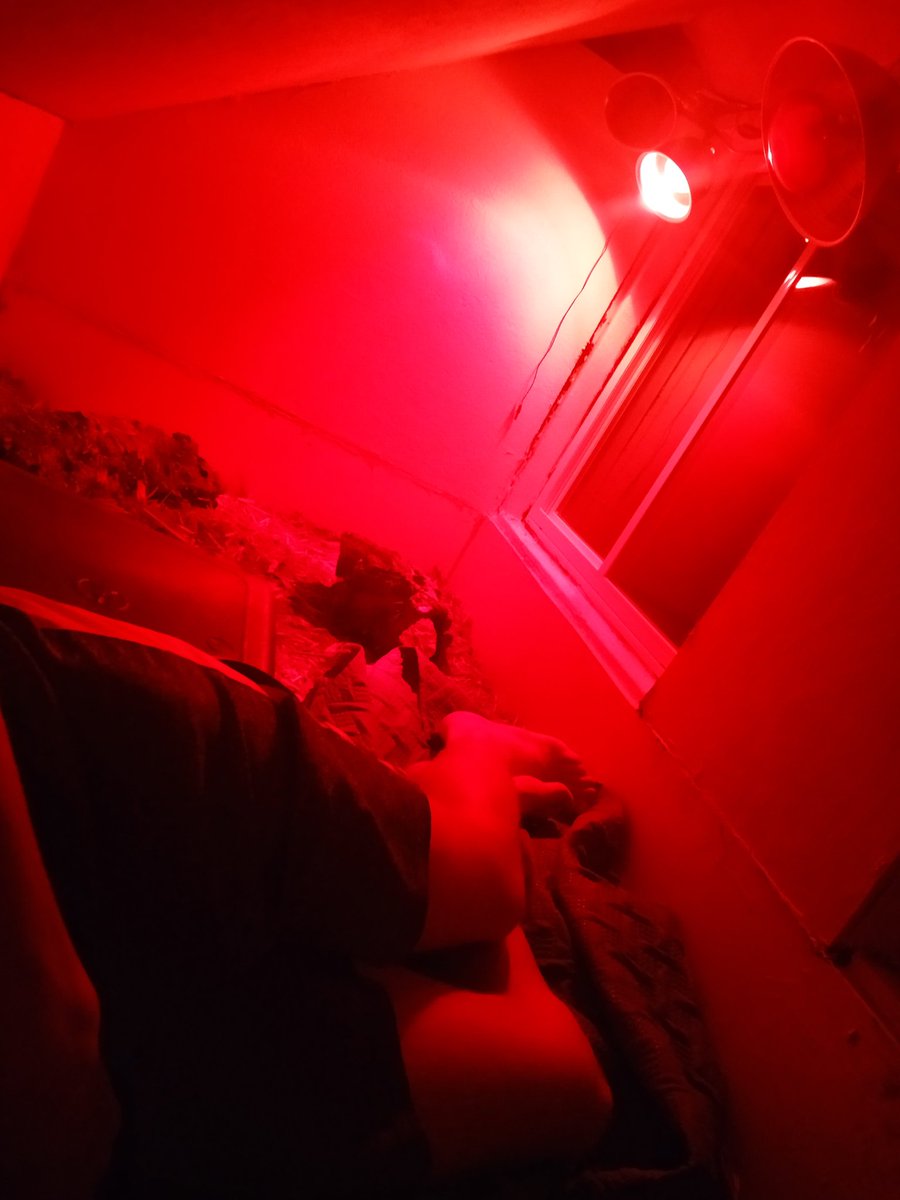 Nock_Arkturus's tweet photo. Sometimes you just gotta spend the night in your giant reptile enclosure to feel better. https://t.co/OWfaogOBGT