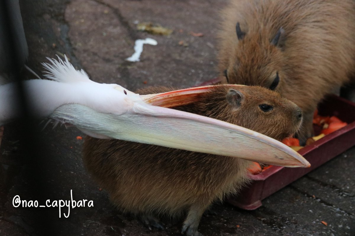 nao_capybara's tweet image. ちびカピが食われた。
#市原ぞうの国 
#モモイロペリカン 
#カピバラ