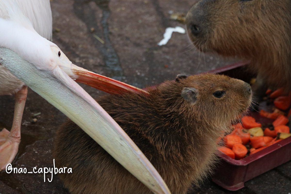 nao_capybara's tweet image. ちびカピが食われた。
#市原ぞうの国 
#モモイロペリカン 
#カピバラ