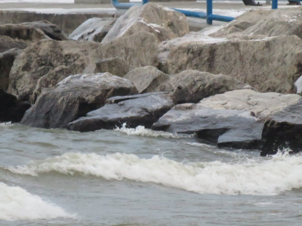 PLKlein_Author's tweet photo. "If anyone ever tells you your dreams are silly, remember there's some millionaire out there who invented the pet rock." ~ #PLKlein #ThinkBIGSundayWithMarsha #ThinkingOutLoud #QuickQuotes #SundayMotivation #SundayThoughts #Dreams #Silly #Remember #PetRock https://t.co/pm7XpaW5Wt