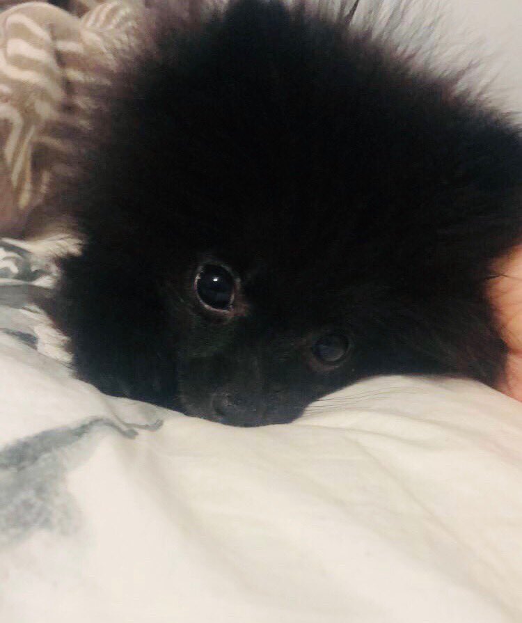 My lil Pomeranian Bear asking for treats    “Take all the treats Bear take THEM ALL !!