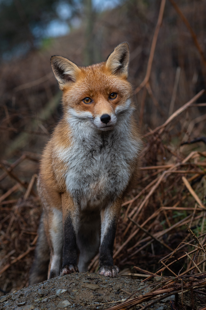 RichardBowler1's tweet image. Rosie at the entrance to her earth. Another beautiful fox was ripped to pieces by a hunt yesterday, this time the Portman. 15 years on do we have a weak gov, weak police and weak legal system or a bent one to allow this killing to continue.
@BorisJohnson