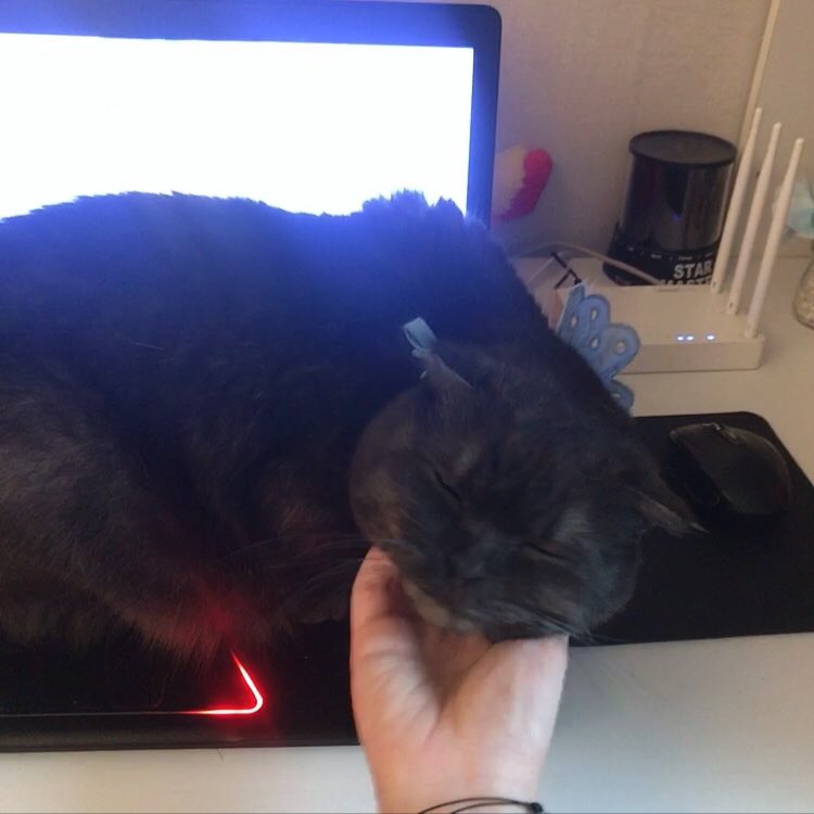 괴롭히는거 아님