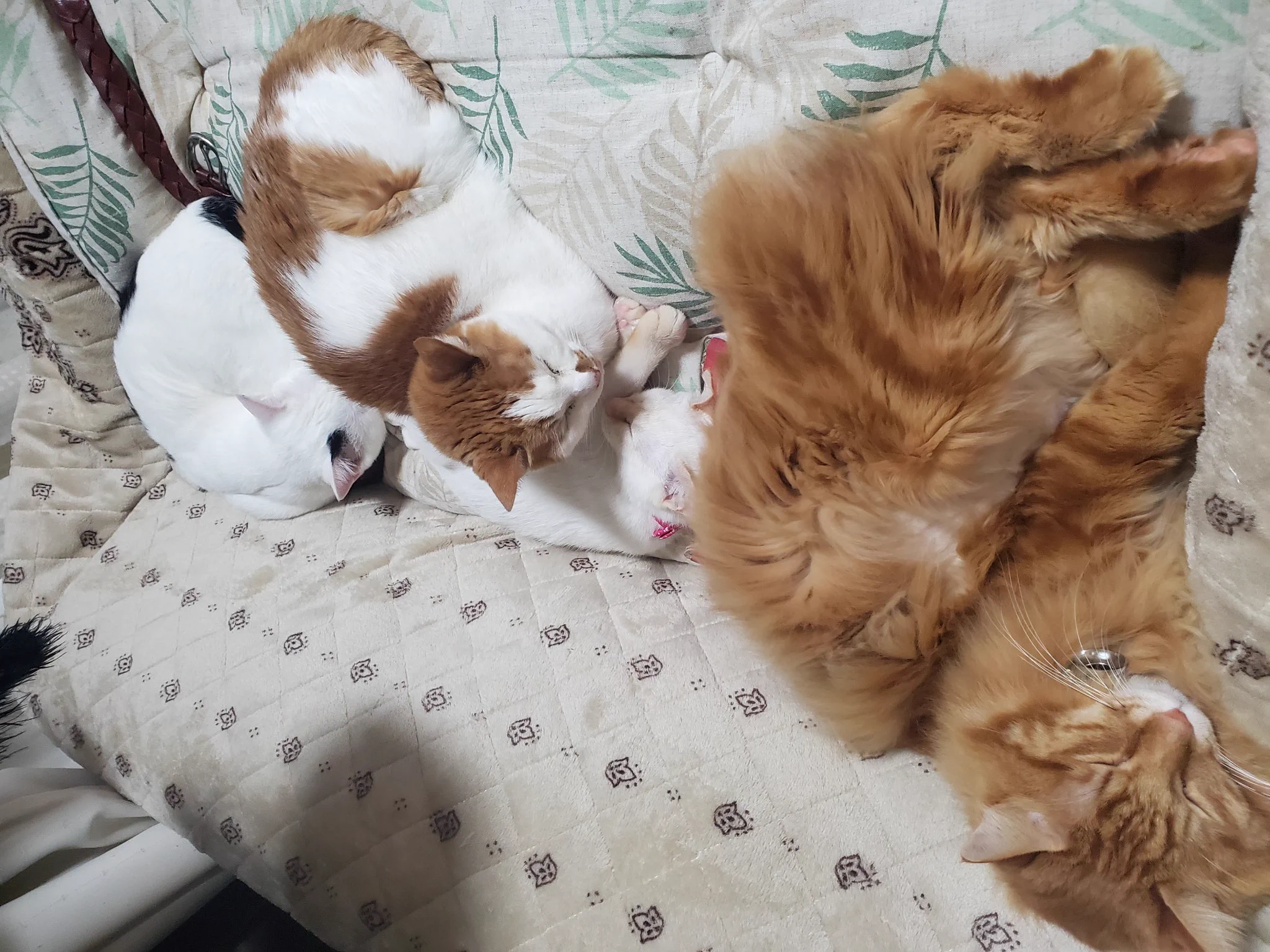 @ikezaki_wow 猫集め大成功 