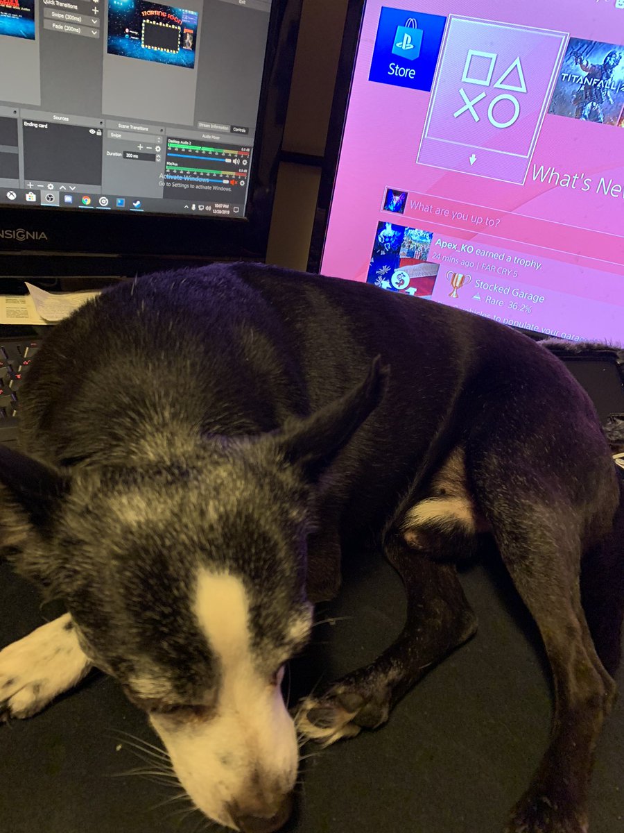 PandoraLyte's tweet image. I streamed like this the whole time 😑 my dogcat preferred this to his bed #streamerpets #streamerissues