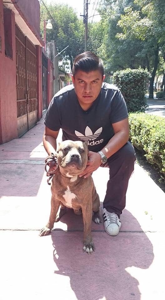 blaeguzman's tweet photo. Rt pliss! Una amiga llevó a baño a sus perritas y al@ir por ellas le entregaron a una muerta, los vet se lavan las manos y es que fue atacada por un pitbull sin bozal. Ella puso estos datos. @MundoPatitas @MrElDiablo8 @TlalpanVecinos @perrososmx @MascotaCoyoacan https://t.co/EIWUx6bq8Z