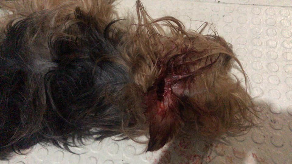 blaeguzman's tweet photo. Rt pliss! Una amiga llevó a baño a sus perritas y al@ir por ellas le entregaron a una muerta, los vet se lavan las manos y es que fue atacada por un pitbull sin bozal. Ella puso estos datos. @MundoPatitas @MrElDiablo8 @TlalpanVecinos @perrososmx @MascotaCoyoacan https://t.co/EIWUx6bq8Z