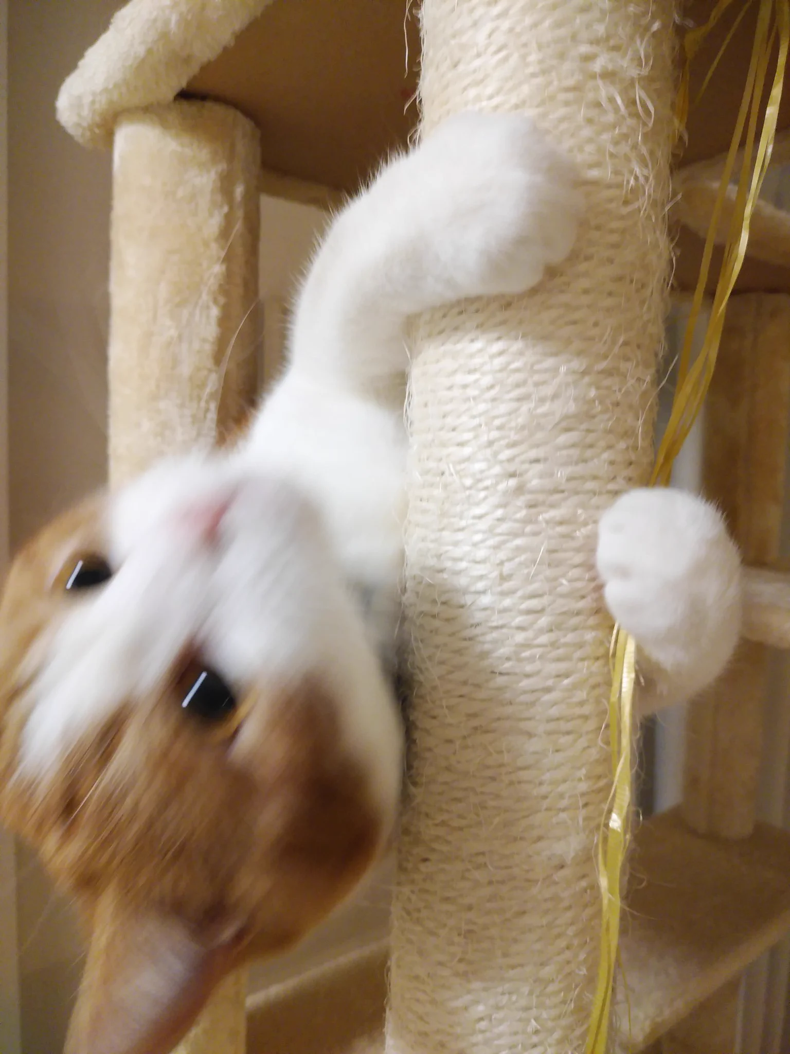 @ikezaki_wow うちの猫も手伝いが得意にゃー 