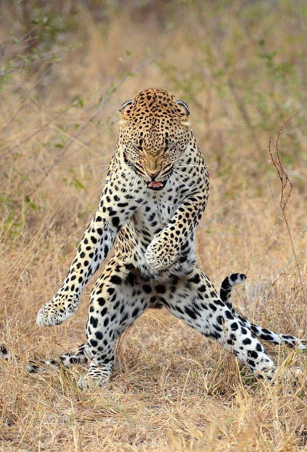 What "caption" would you give this photo?

Mine would be:

What did you say grasshopper?

Or

Moves like Jagger.

Comment below: