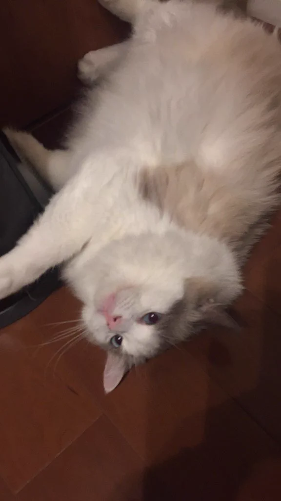 @ikezaki_wow 🐱大掃除⁉️ニャ二それ❓ちゅ〜る よりおいちぃの⁉️ 