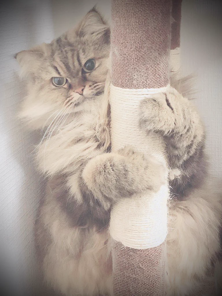@ikezaki_wow 猫の手でも借りたかったのに、うちの猫も柱を掴んでて手が空いてないようです 