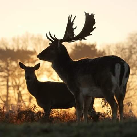 Fallow deer in the winters sunrise
#wildlifedreams
@ChrisGPackham @lovelifechrisp @gow_derek @KerryNewellArt @katemacrae @LoveNature @MartinHGames  @deersociety