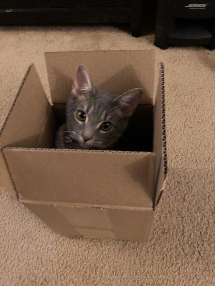 New Trade My Cat Box Roblox Does Robux Land Give Robux New Trade My Cat Box Roblox Does Robux Land Give Robux