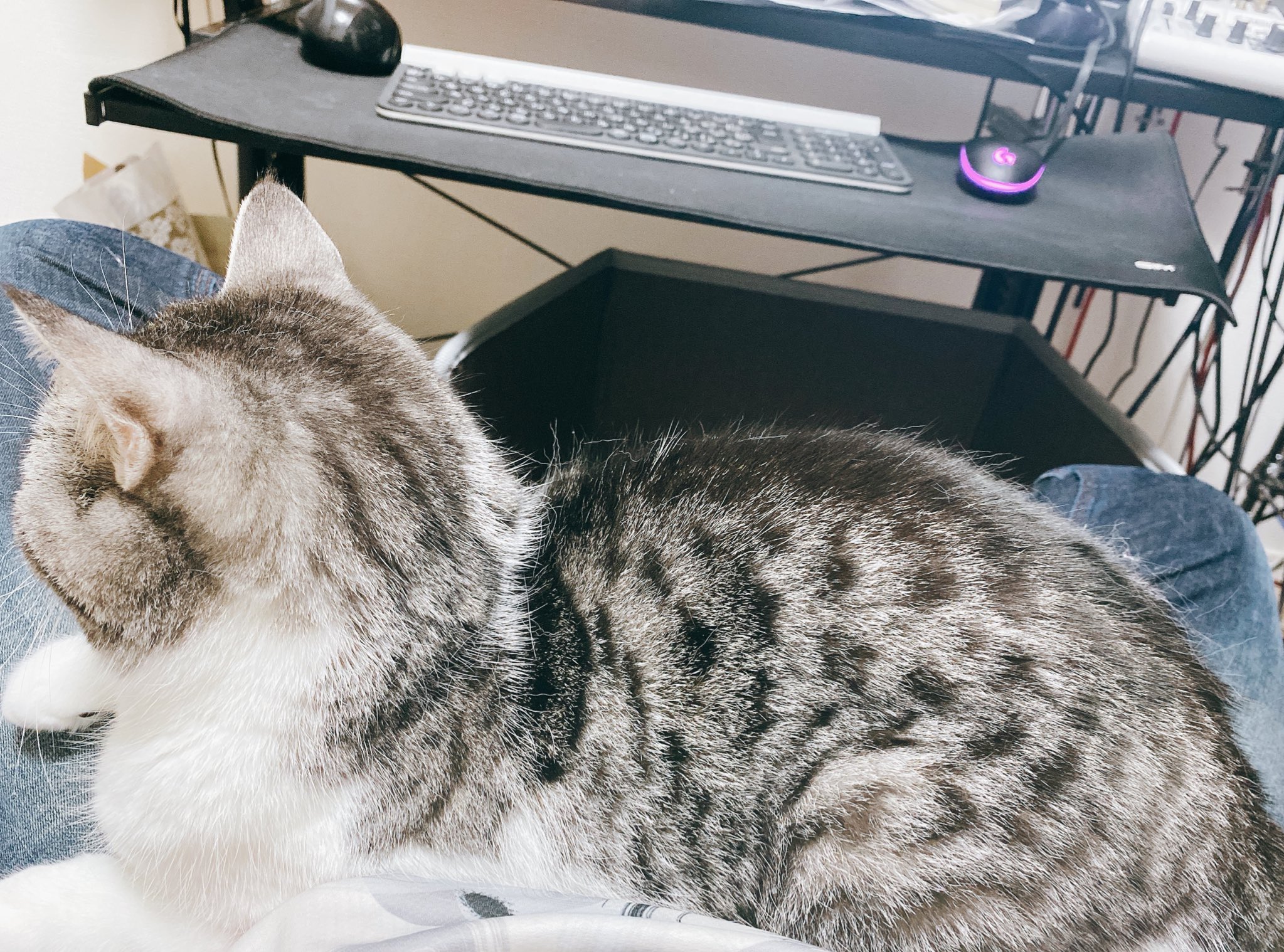 Eoheoh Mssp On Twitter 最近パソコン作業してると膝の上に乗るようになった Https T Co Djdticrmck Twitter