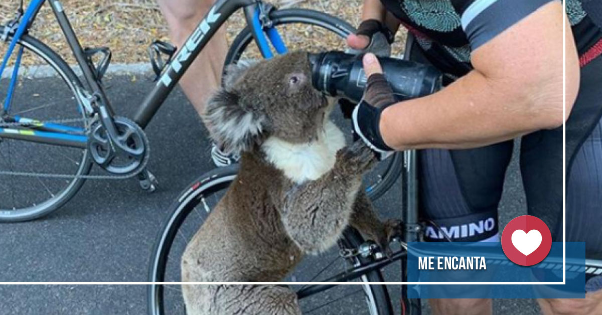 Ciclista se detuvo para dar agua a un koala que moría de sed ►ow.ly/O8nc50xJkl5