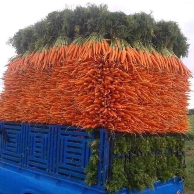 人参で見る？小学校の算数と高校の数学の違いwww