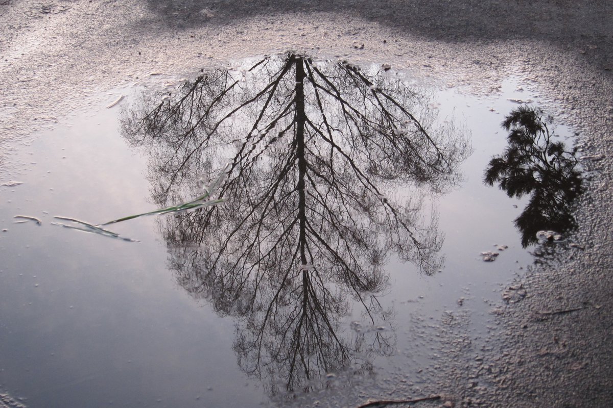 Regenpfützenbilder (von gestern) am Luise Wetzel Weg auf der Wanne in Tübingen. #tüwanne