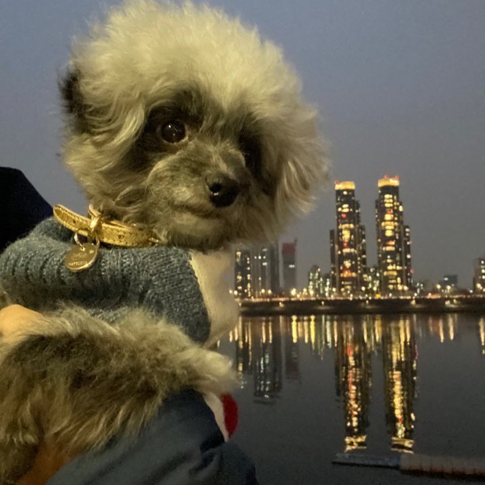 yurliekwon's tweet image. [yulyulk] 뚜ㅇ ㅣ ~ 🐾  언니오빠들 2019 년 한 해가 저물고있네멍 내년은 좋은 일 가득했으멍 .. #Dooe