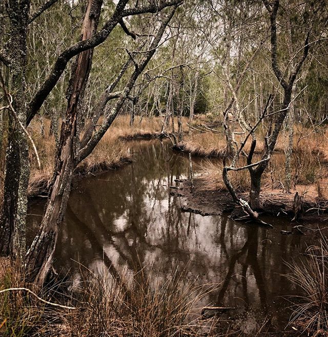 The woods can be silent and spooky in the day and a riot of noise at night thanks to bats, laughing kookaburras, possums, cicadas and more
.
.
.
.
.
#paperbarkcamp #paperbarkmaple #paperbarks #walking #hiking #walkinthewoods #visitaustralia #newsouthwales #forest #naturewalk…