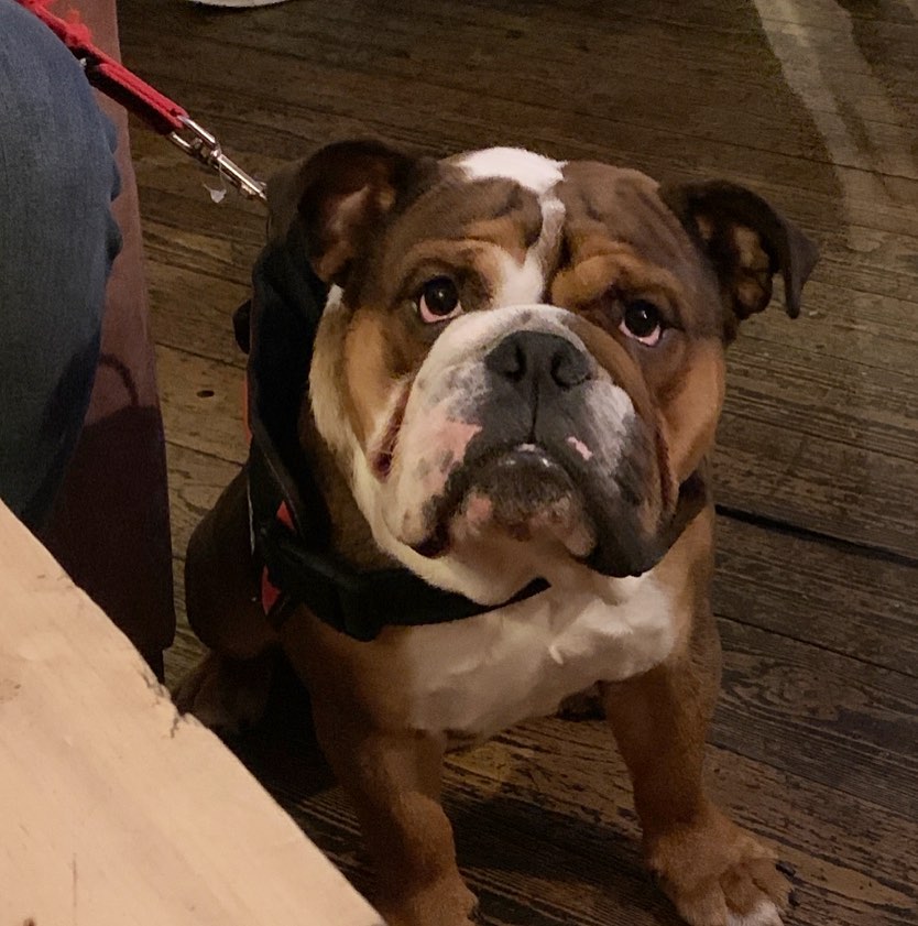 Red Lion Shepperton tweet media