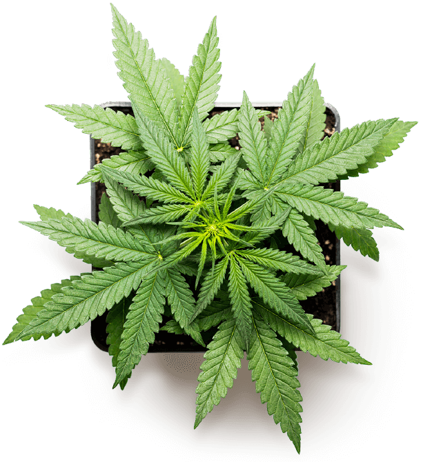 Git_Nug's tweet photo. The Countdown Has Begun! Stock Up This year - https://t.co/tNNYSRXqnk https://t.co/GZ78Tvl3Qu